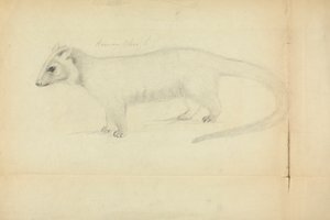 A Weasel by James Sowerby
