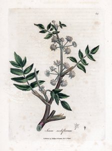 Creeping water parsnip, Sium nodiflorum by James Sowerby