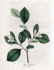 Aliboufier - Storax, Styrax officinalis by James Sowerby