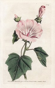 Annual Purple or Quarterly Lavater