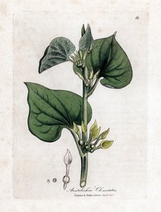 Aristoloche Clematite - Climbing Birthwort, Aristolochia Clematitis