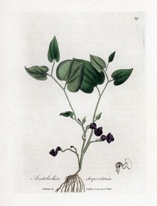 Aristoloche variete - Snake-root birthwort, Aristolochia serpentaria