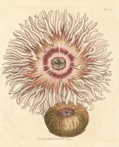 Beadlet anemone, Actinia equina