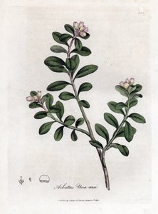 Bear Grape or Bearberry, Arctostaphylos uva-ursi