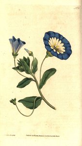 Beautiful day or tricolor bindweed - Small bindweed, Convolvulus tricolor