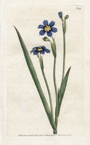 Bermudian with Narrow Leaves by James Sowerby