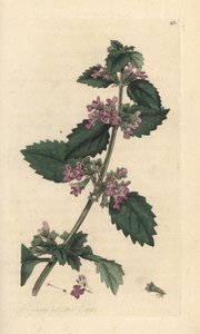 Black Horehound, Ballota nigra