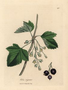 Blackcurrant Tree, Ribes nigrum by James Sowerby