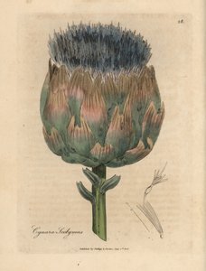 Blue and purple flowered artichoke, Cynara scolymus