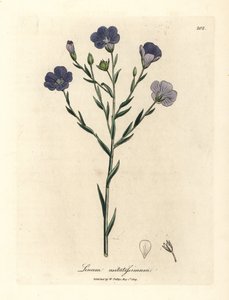 Blue Flowered Flax, Linum Usitatissimum