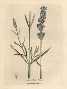 Blue Flowered Lavender, Lavandula spica