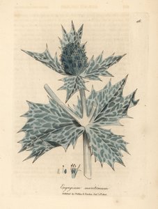 Blue flowered sea holly or eryngo, Eryngium maritinum by James Sowerby