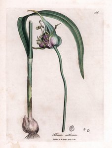 Botanical Board: Cultivating Garlic, Allium sativum