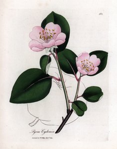 Botanical board: flowers and quince, fruit of Cognassier (Cydonia oblonga) - Pink flowered quince tree with outline of fruit, Pyrus cydonia by James Sowerby