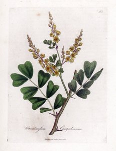 Campeche or Campeche Wood - Logwood, Haematoxylum Campechianum. Handcoloured Copperplate Engraving from a Botanical Illustration by James Sowerby from William Woodville and Sir William Jackson Hooker