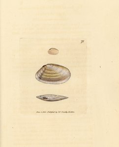 Candystick tellina shell, Tellina similis by James Sowerby