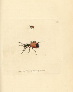 Carabus rotundicollis beetle by James Sowerby
