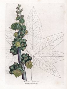Castor - Castor Oil Plant, Ricinus Communis
