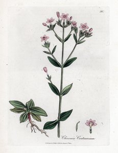 Centauree Chironia - Centaury, Chironia centaurium