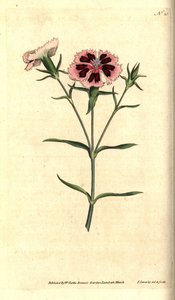 China carnation or China pink, Dianthus chinensis