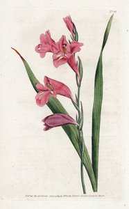 Common Glaieul (Lithography by James Sowerby, from the Botanical Magazine by William Curtis) by James Sowerby
