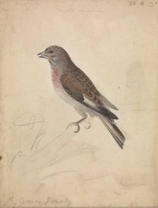 Common Linnet