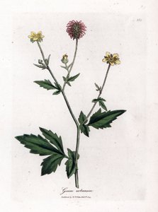 Common Benoite or Grass of Saint Benoit - Wood Avens, Geum Urbanum. Handcoloured Copperplate Engraving from a Botanical Illustration by James Sowerby from William Woodville and Sir William Jackson Hooker