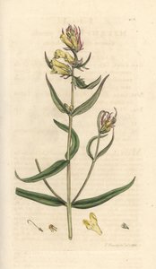 Common Cowwheat, Melampyrum pratense (Handcoloured copperplate engraving) by James Sowerby