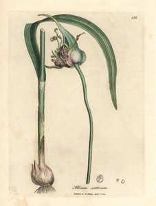 Common cultivated garlic, Allium sativum