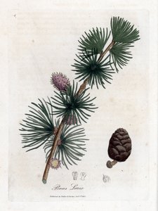 Common or European Meleze - European Larch Tree, Larix Decidua by James Sowerby