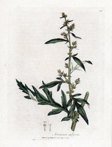 Common or vulgar sagebrush - Mugwort, Artemisia vulgaris