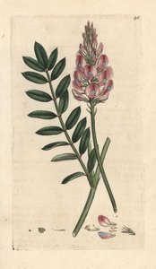 Common Sainfoin, Onobrychis viciifolia
