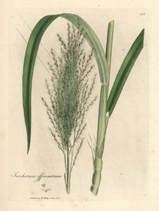 Common sugar cane, Saccharum officinarum
