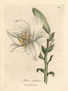 Common white lily, Lilium candidum by James Sowerby