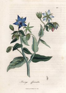Compendial Borage