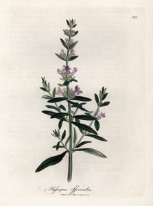 Compendial hyssop