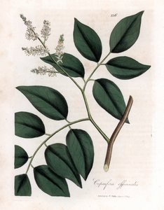 Copaier - Balsam of Copaiva, Copaifera Officinalis. Handcoloured Copperplate Engraving from a Botanical Illustration by James Sowerby from William Woodville and Sir William Jackson Hooker
