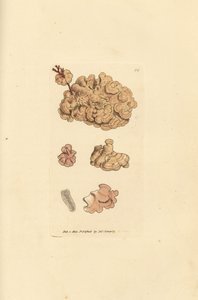 Coralline species, Corallina auriculariaeformis by James Sowerby