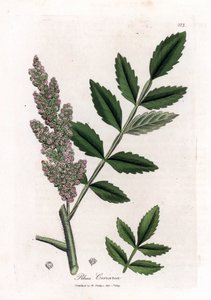 Corroyere or sumac of corroyeurs or travelers - Elm-leaved sumac, Rhus coriaria