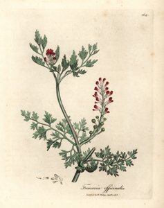 Crimson Flowered Fumitory, Fumaria officinalis by James Sowerby