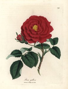 Crimson officinal rose, Rosa gallica by James Sowerby