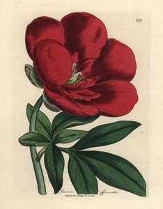 Crimson Peony, Paeonia officinalis by James Sowerby