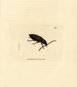 Ctenicera Cuprea Beetle (Handcoloured Copperplate Engraving by James Sowerby from The British Miscellany)