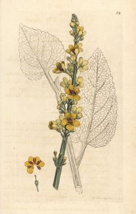 Dark Mullein, Verbasum nigrum by James Sowerby