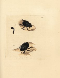 Dor beetle or earth-boring dung beetle, Geotrupes puncticollis (Scarabaeus spiniger)