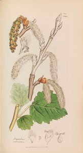 English Botany by James Sowerby