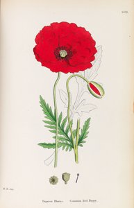 English Botany, 1790-1800 by James Sowerby
