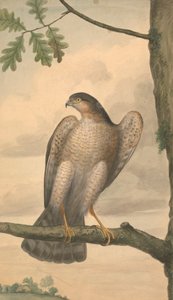 Eurasian Sparrowhawk by James Sowerby