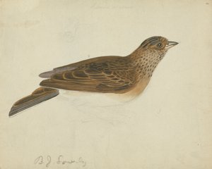 Eurasian Skylark