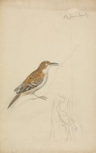 Eurasian Treecreeper